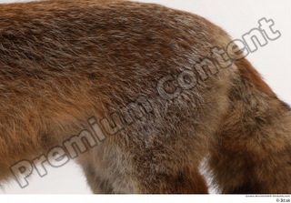 Red fox back 0001.jpg